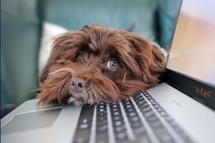 A dog rests its head on the keyboard of a laptop computer