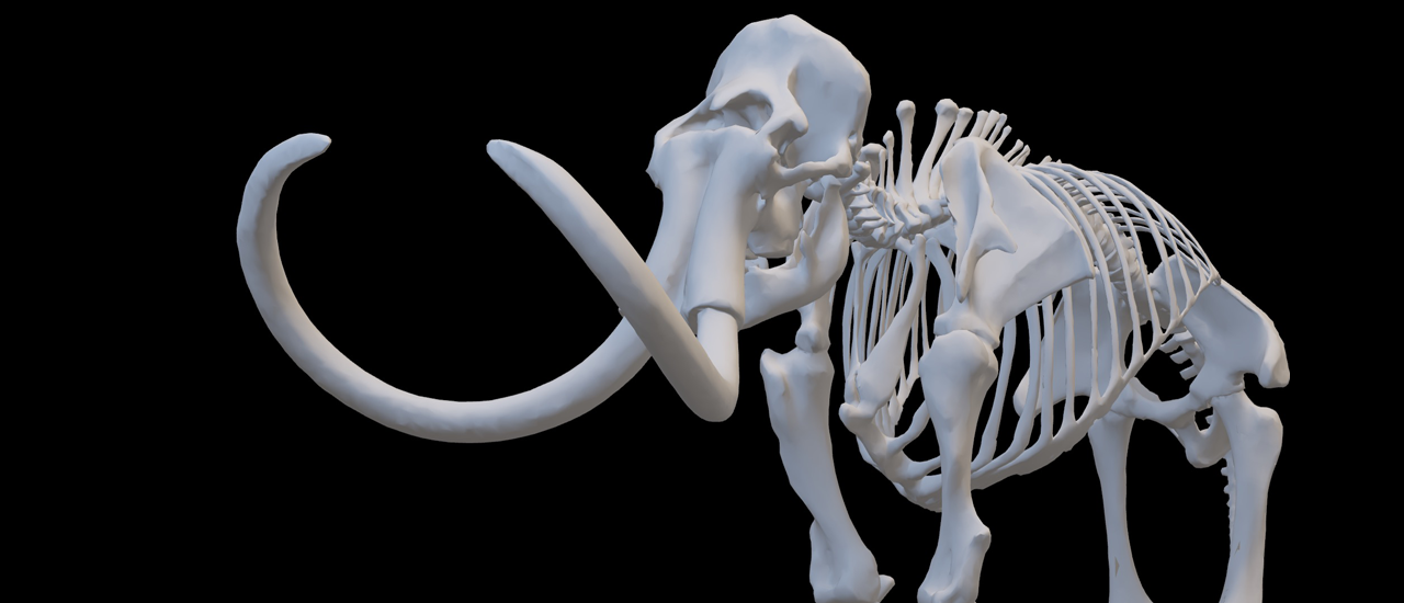 3D model of wolly mammoth skeleton