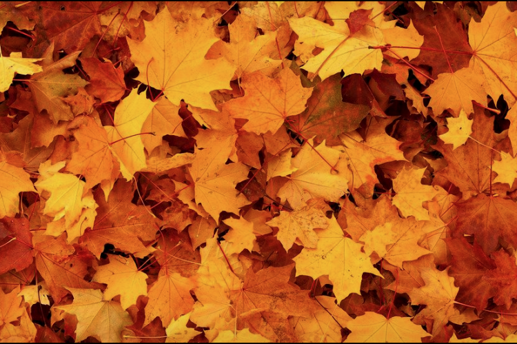 A pile of orange and red fall leaves